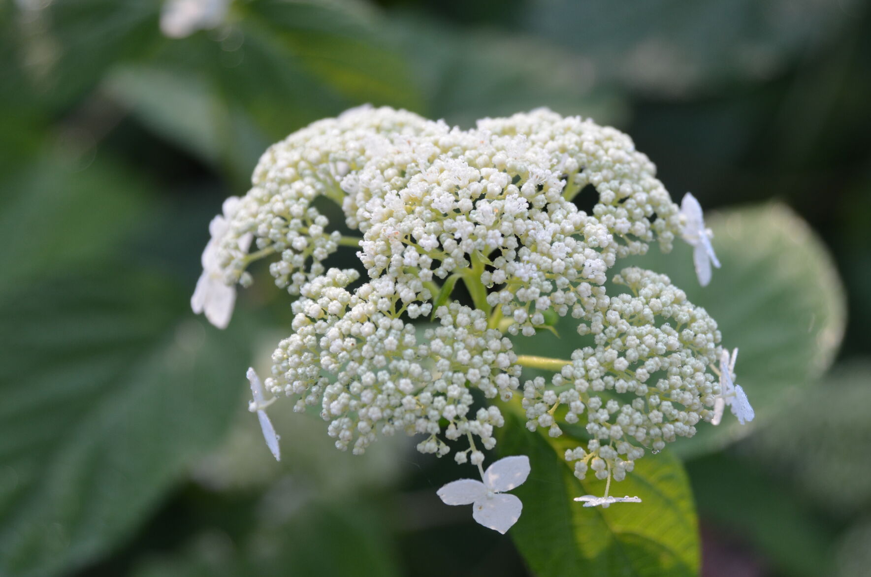 'Hydrangea arborescens 'Dardom' (White Dome)
